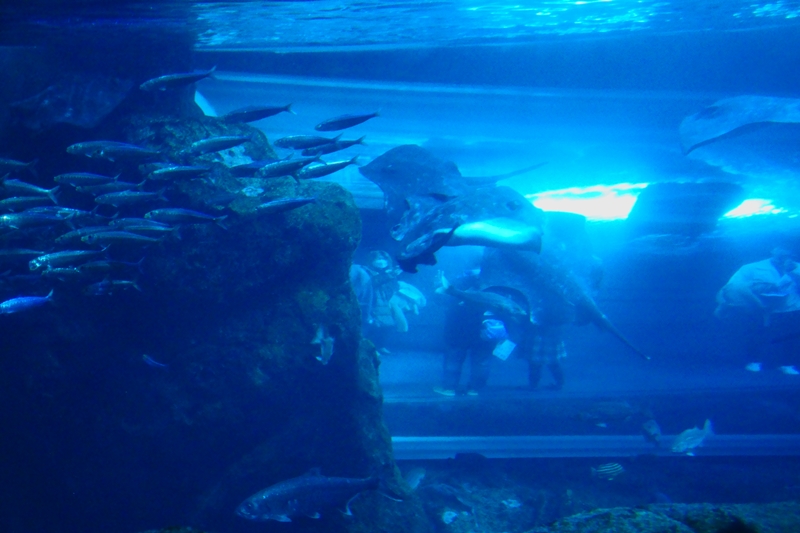 f:id:umi3049jp:20220106225255j:plain