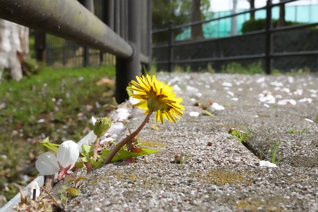 f:id:umi3049jp:20220331185201j:plain