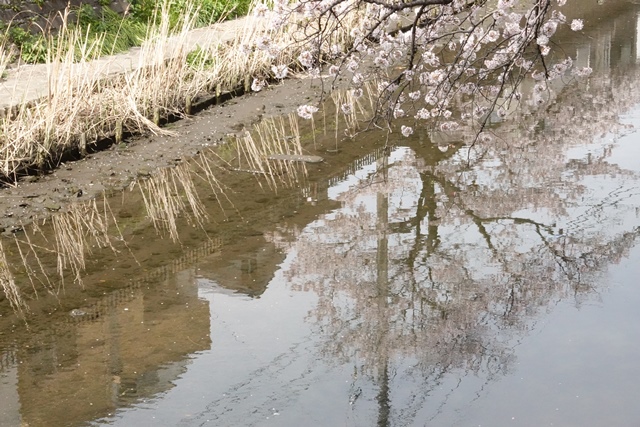 f:id:umi3049jp:20220331185814j:plain