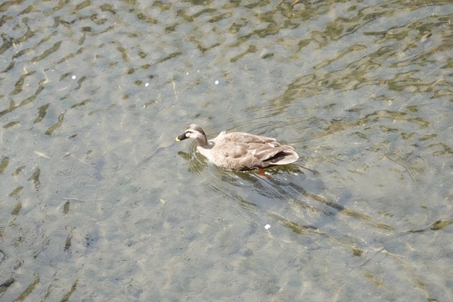 f:id:umi3049jp:20220331185822j:plain