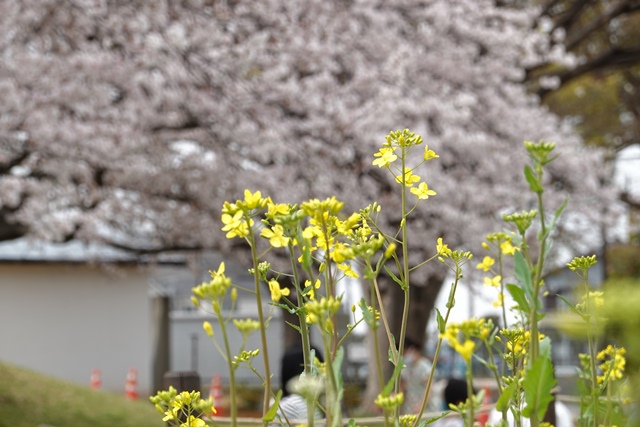 f:id:umi3049jp:20220331190122j:plain