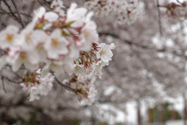 f:id:umi3049jp:20220331190130j:plain