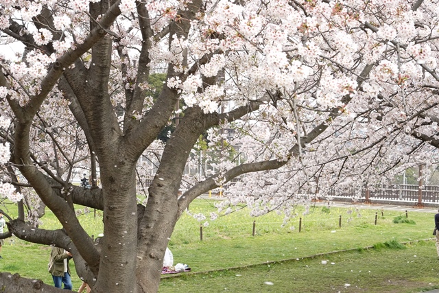 f:id:umi3049jp:20220331190235j:plain