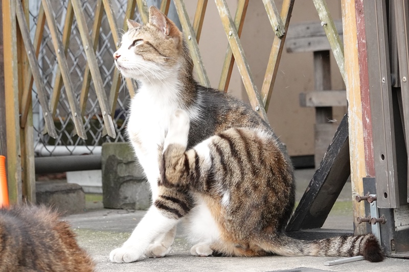 鶴猫 鶴見線で湾岸の海を見ながら猫に癒される猫電小旅 - 海の湘南life