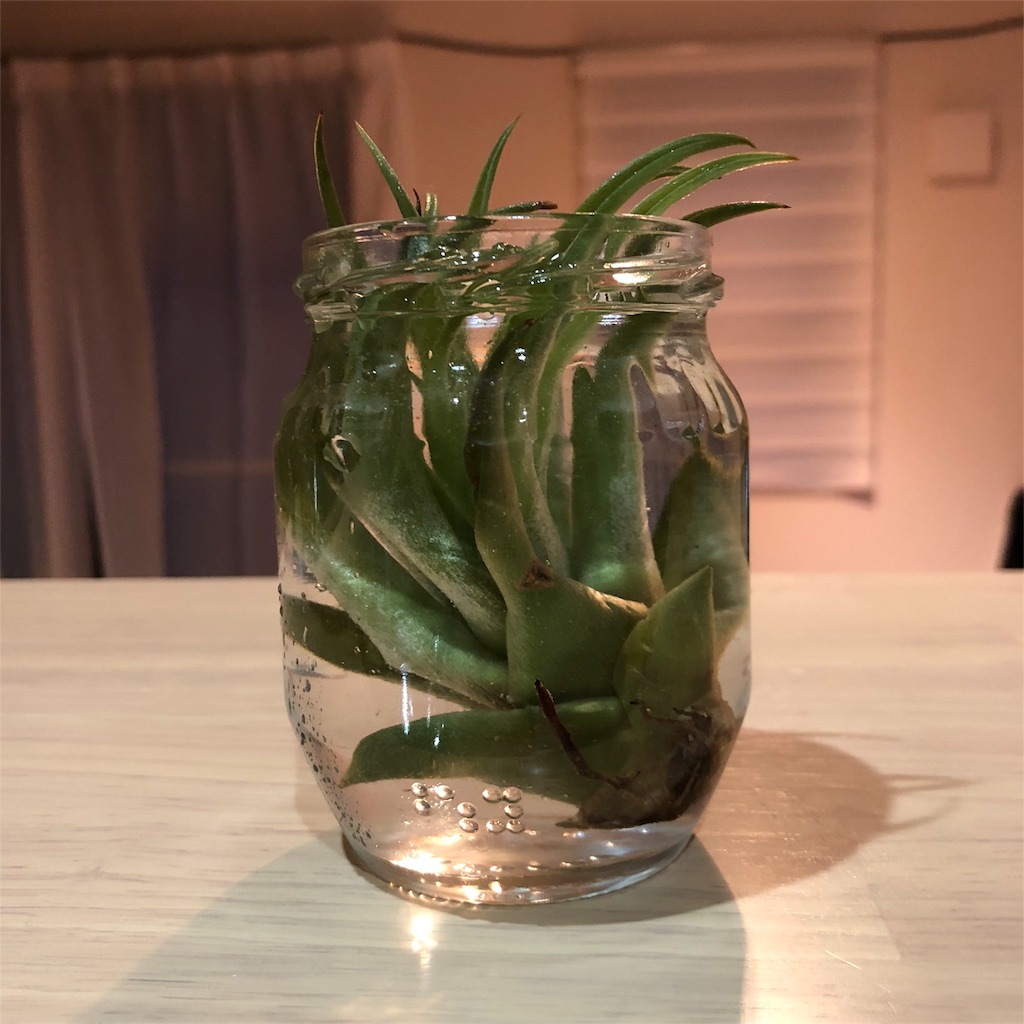 f:id:umi_challenge:20180710192830j:image f:id:umi_challenge:20180710192830j:image