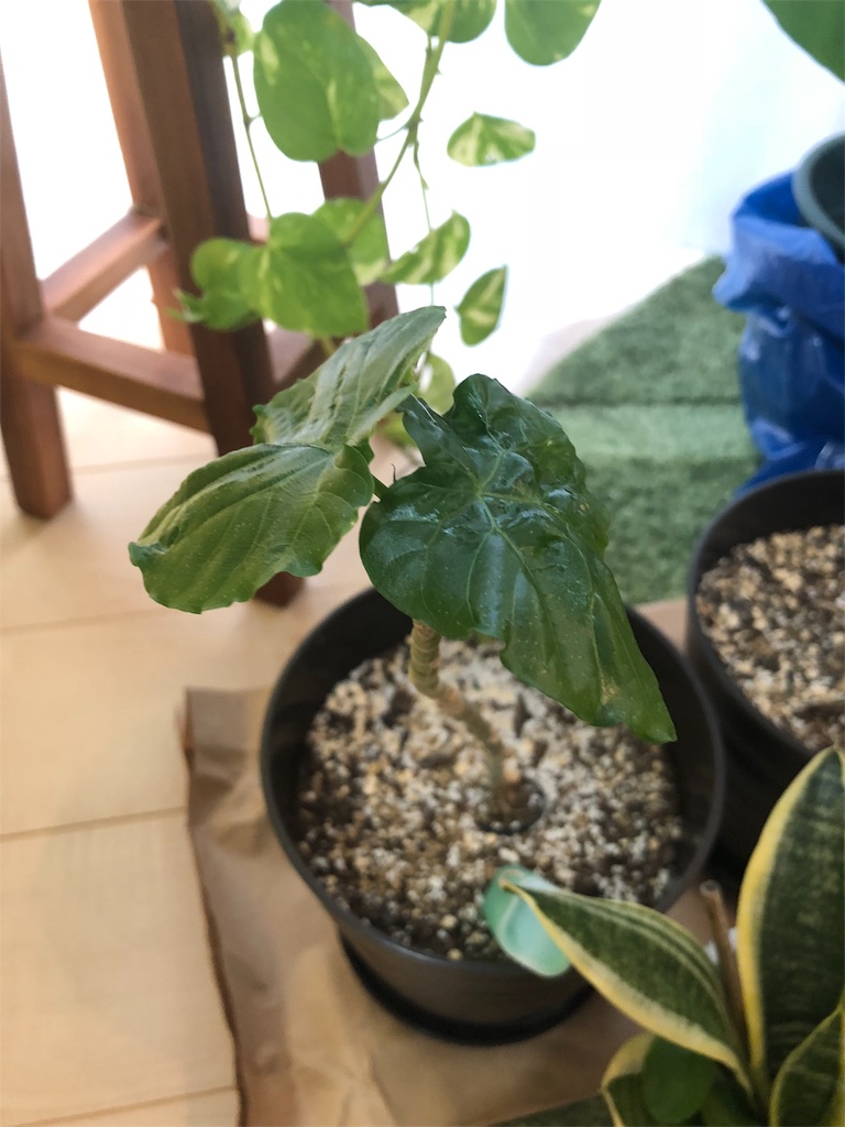 f:id:umi_challenge:20181215230851j:image f:id:umi_challenge:20181215230851j:image