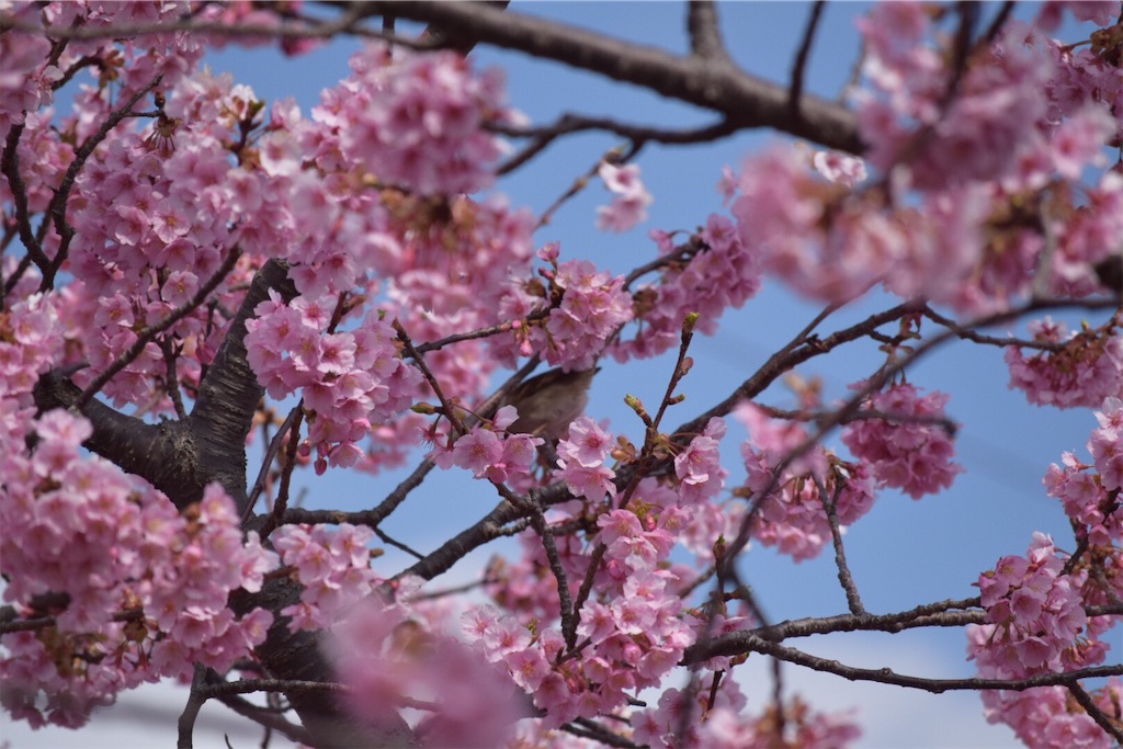 f:id:umi_challenge:20190223223117j:image f:id:umi_challenge:20190223223117j:image