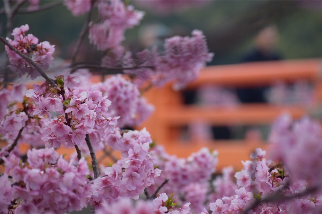 f:id:umi_challenge:20190223232314j:image f:id:umi_challenge:20190223232314j:image
