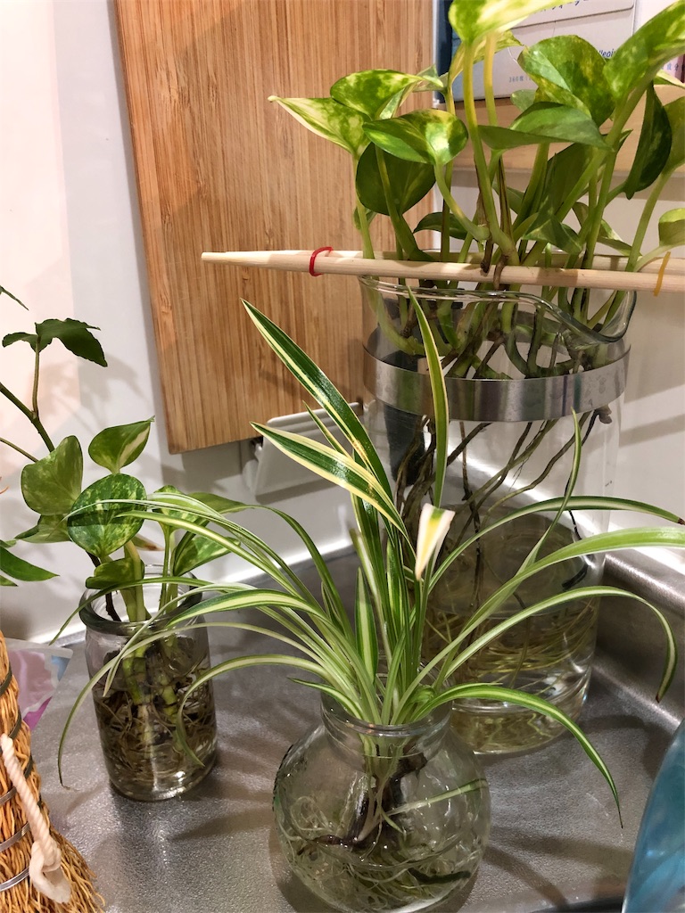f:id:umi_challenge:20190227232602j:image f:id:umi_challenge:20190227232602j:image