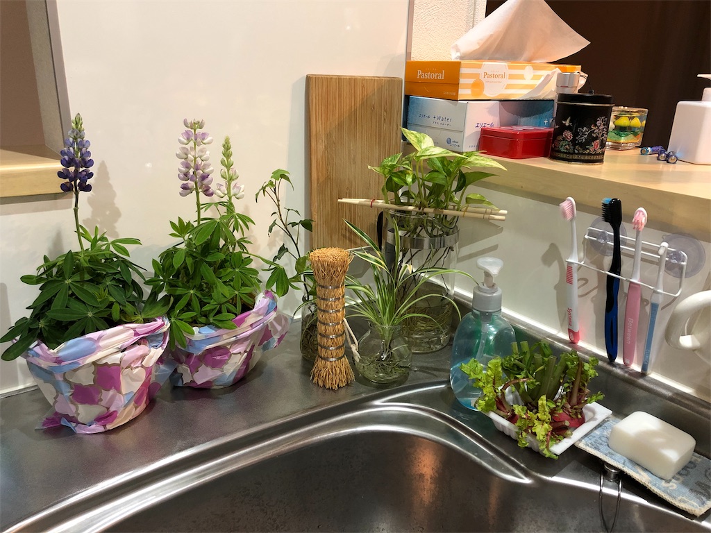 f:id:umi_challenge:20190227233028j:image f:id:umi_challenge:20190227233028j:image