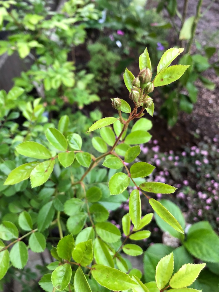 f:id:umi_challenge:20190512221721j:image f:id:umi_challenge:20190512221721j:image