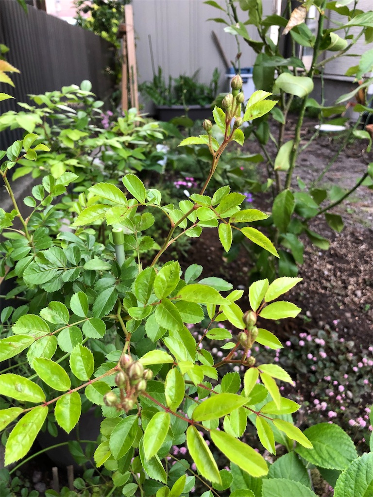 f:id:umi_challenge:20190512221724j:image f:id:umi_challenge:20190512221724j:image