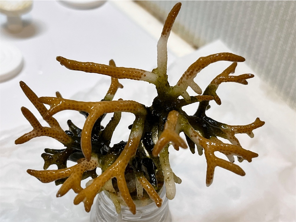 f:id:umigasukix:20241208142420j:image f:id:umigasukix:20241208142420j:image