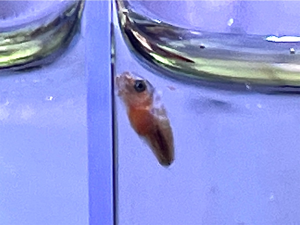 f:id:umigasukix:20251208220407j:image