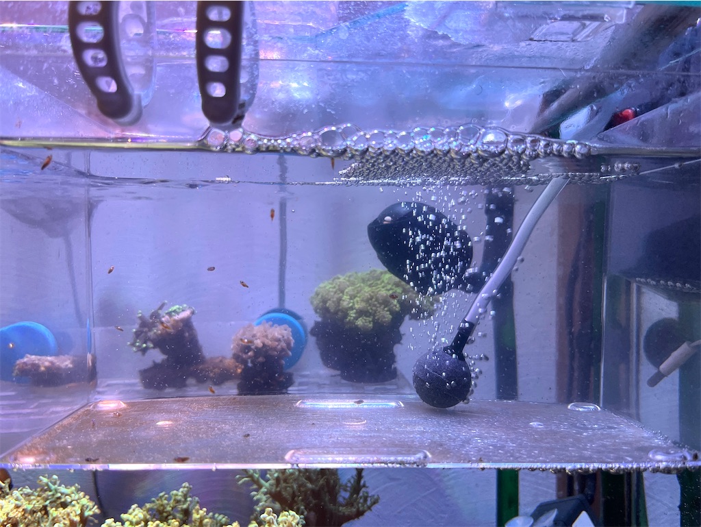 f:id:umigasukix:20251208220410j:image