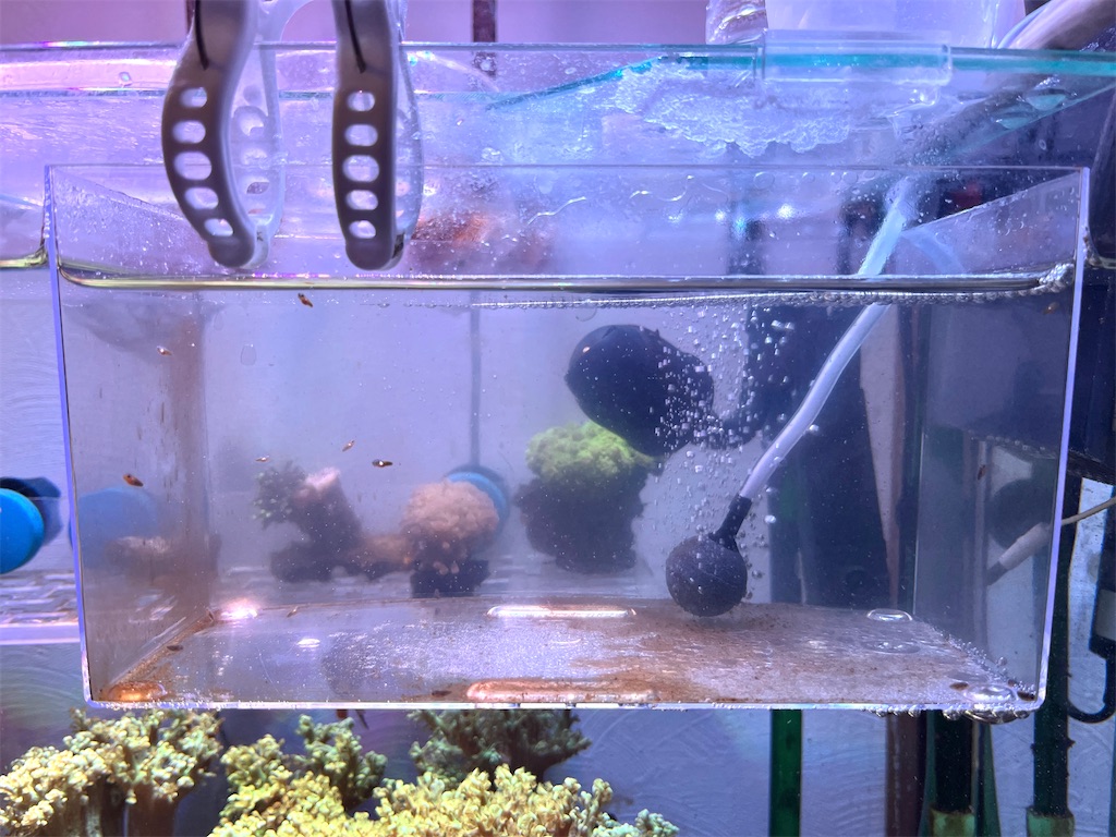 f:id:umigasukix:20251209230652j:image