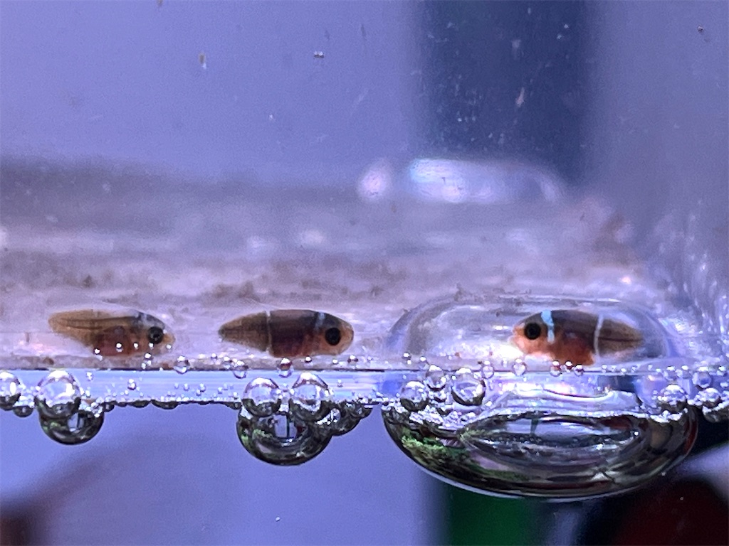 f:id:umigasukix:20251209230742j:image