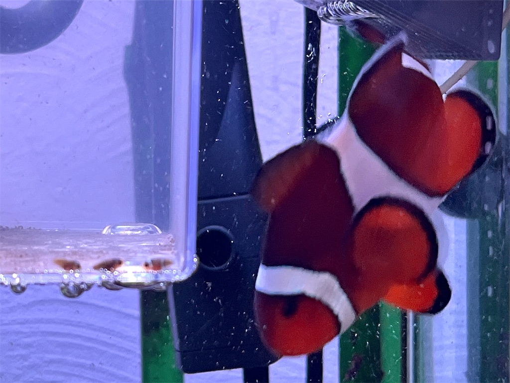 f:id:umigasukix:20251209231629j:image