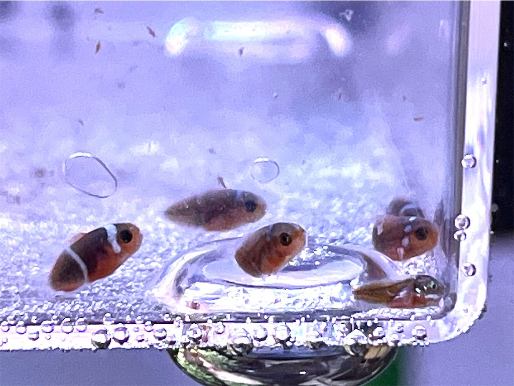 f:id:umigasukix:20251211093614j:image