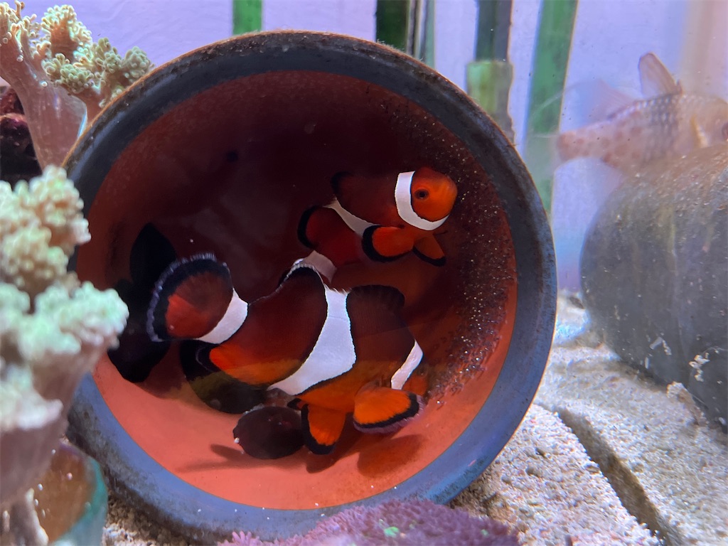 f:id:umigasukix:20251213210338j:image