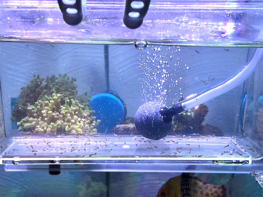 f:id:umigasukix:20251213233408j:image