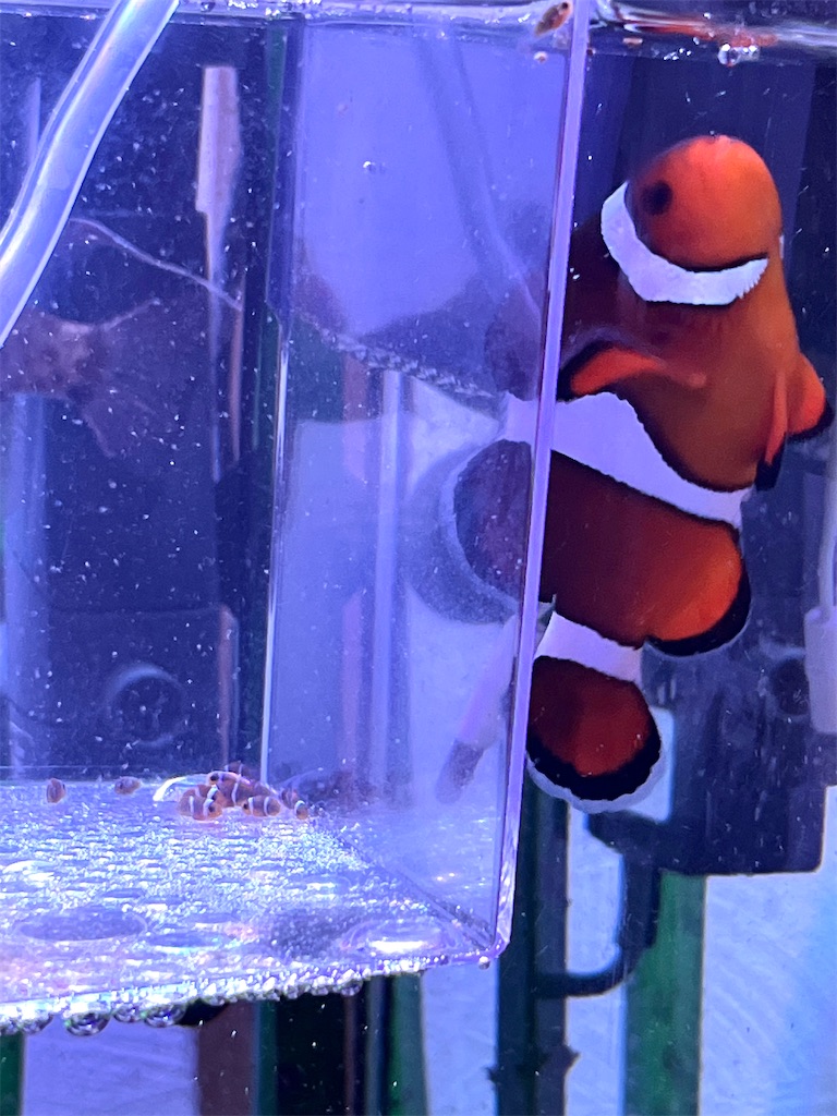 f:id:umigasukix:20251214203010j:image