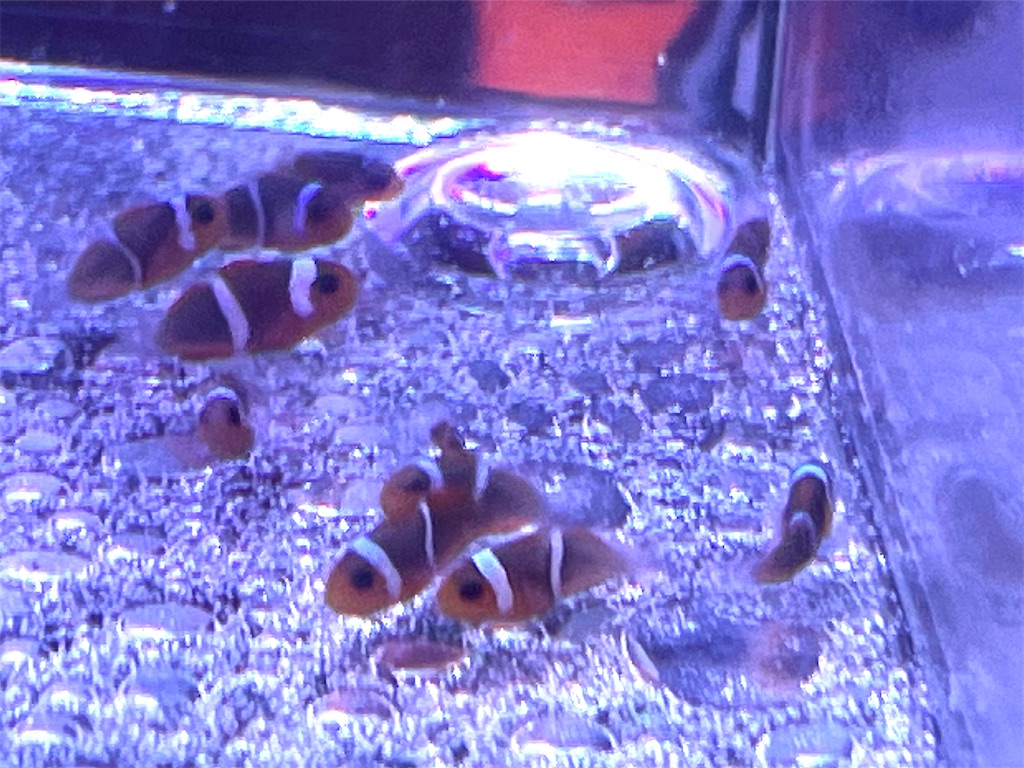 f:id:umigasukix:20251214203017j:image