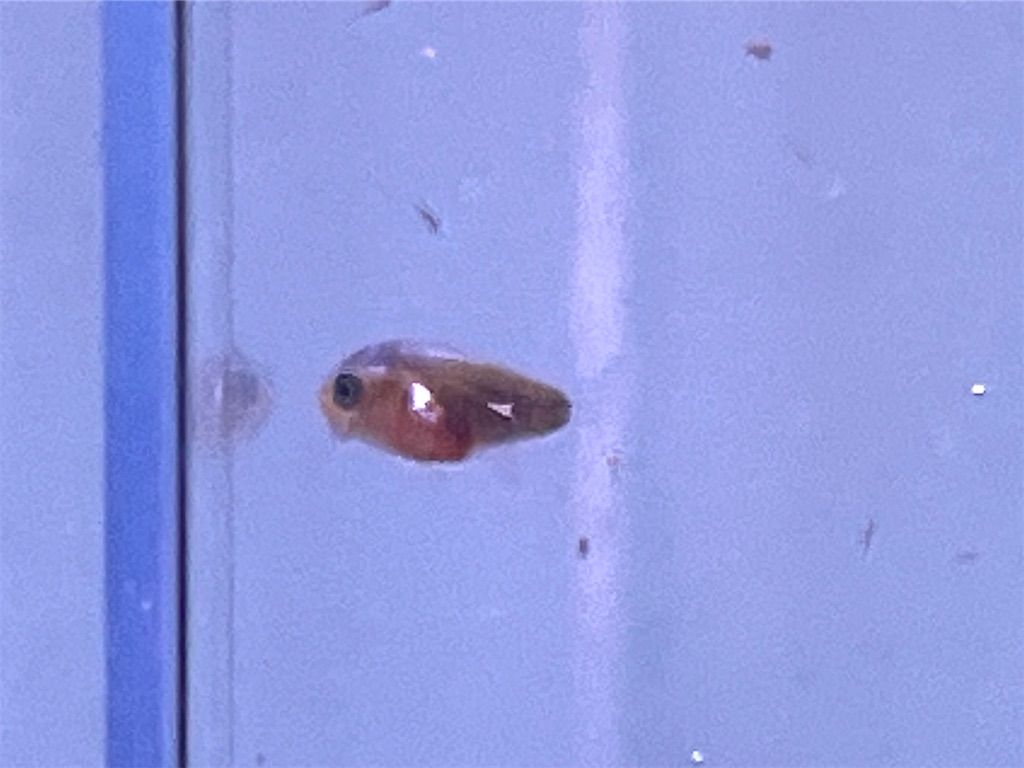 f:id:umigasukix:20251219231502j:image