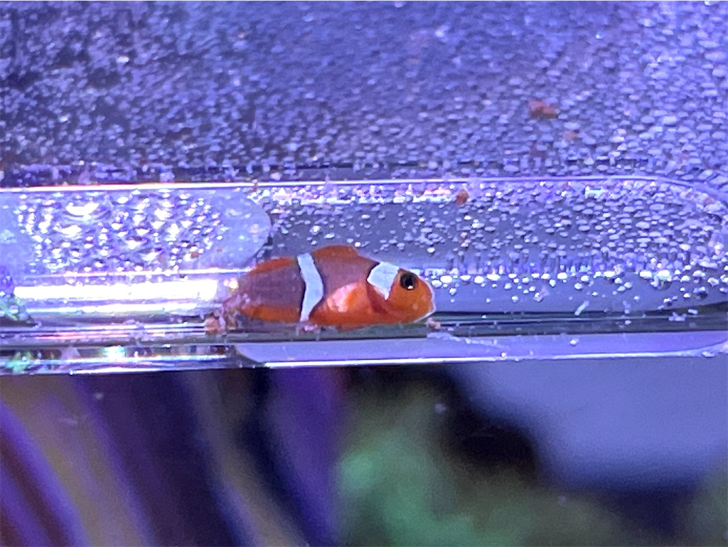 f:id:umigasukix:20251220175229j:image