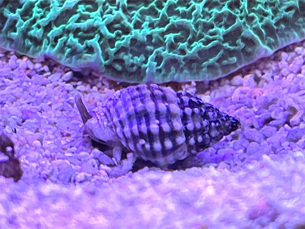 f:id:umigasukix:20251220180242j:image