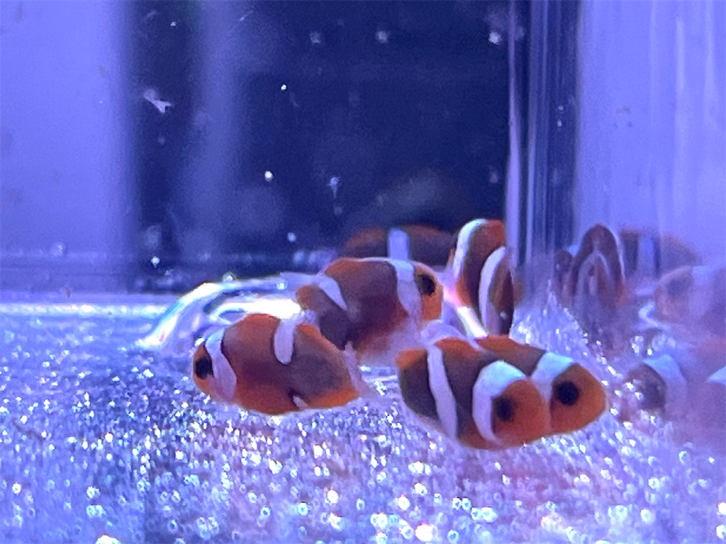 f:id:umigasukix:20251221165650j:image