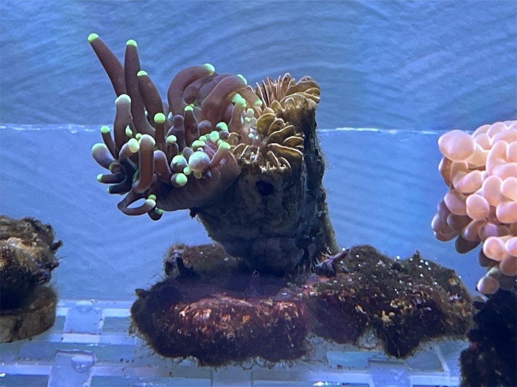 f:id:umigasukix:20251221211020j:image