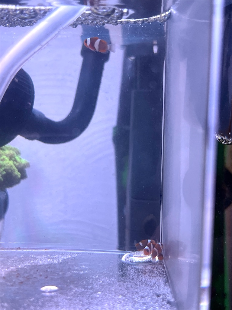 f:id:umigasukix:20251224213445j:image