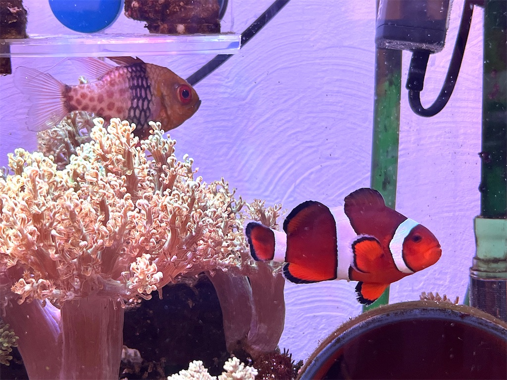 f:id:umigasukix:20251230145940j:image