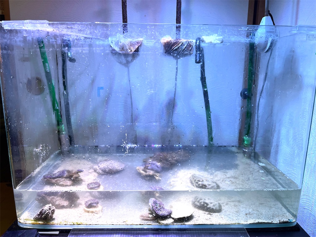 f:id:umigasukix:20260103154852j:image