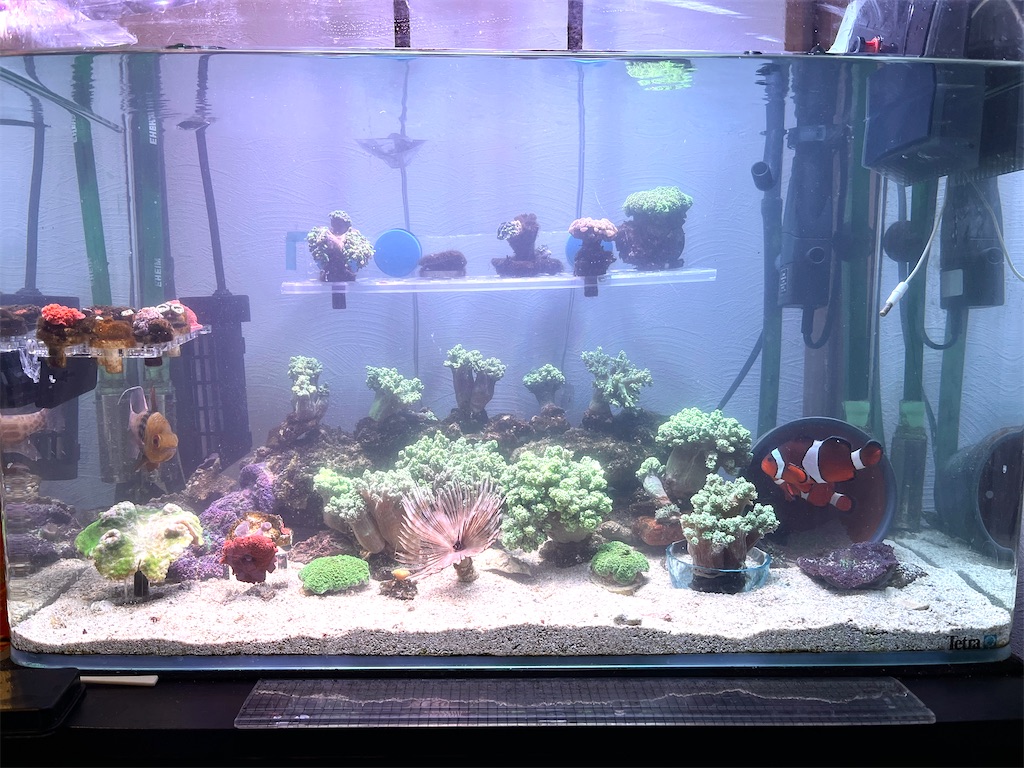 f:id:umigasukix:20260103155546j:image