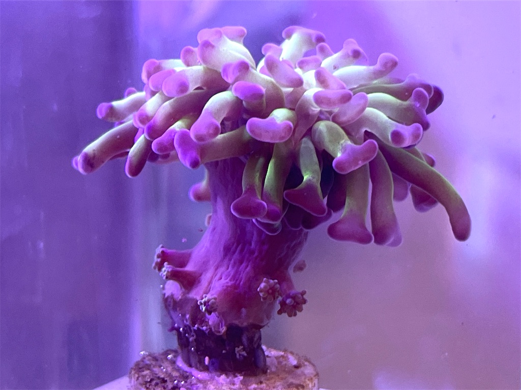 f:id:umigasukix:20260103175509j:image