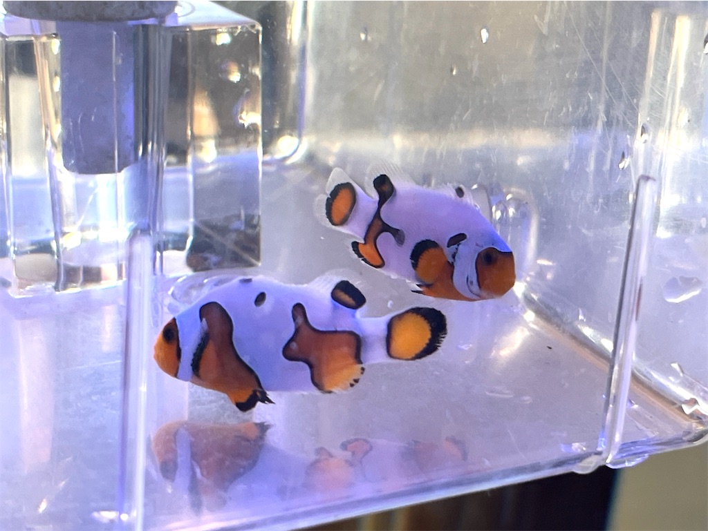 f:id:umigasukix:20260103175634j:image