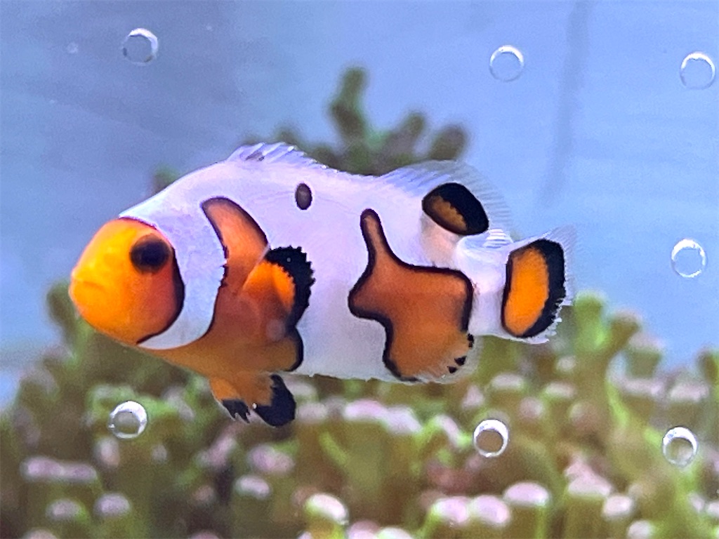 f:id:umigasukix:20260103180508j:image