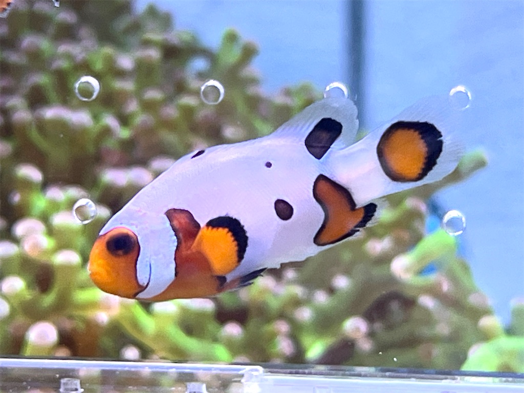 f:id:umigasukix:20260103180522j:image