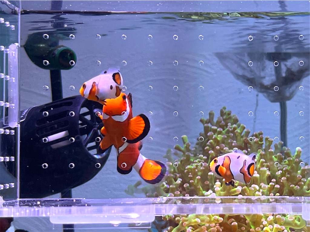 f:id:umigasukix:20260103182309j:image