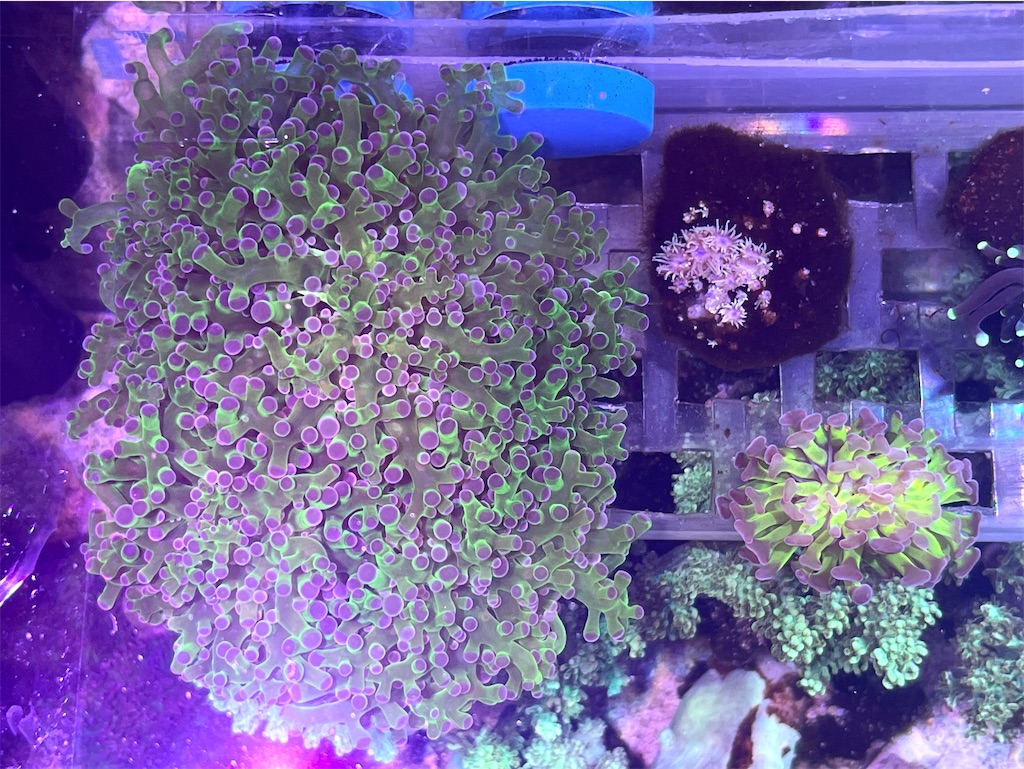 f:id:umigasukix:20260104103315j:image