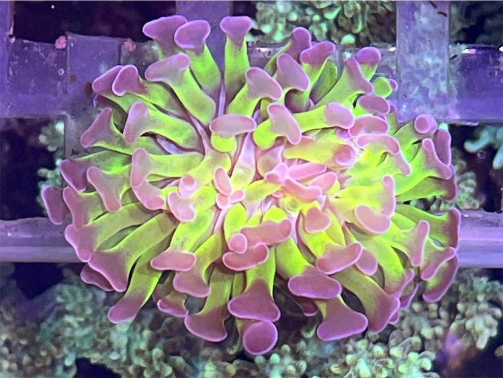 f:id:umigasukix:20260104103520j:image