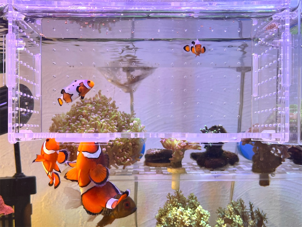 f:id:umigasukix:20260104133235j:image