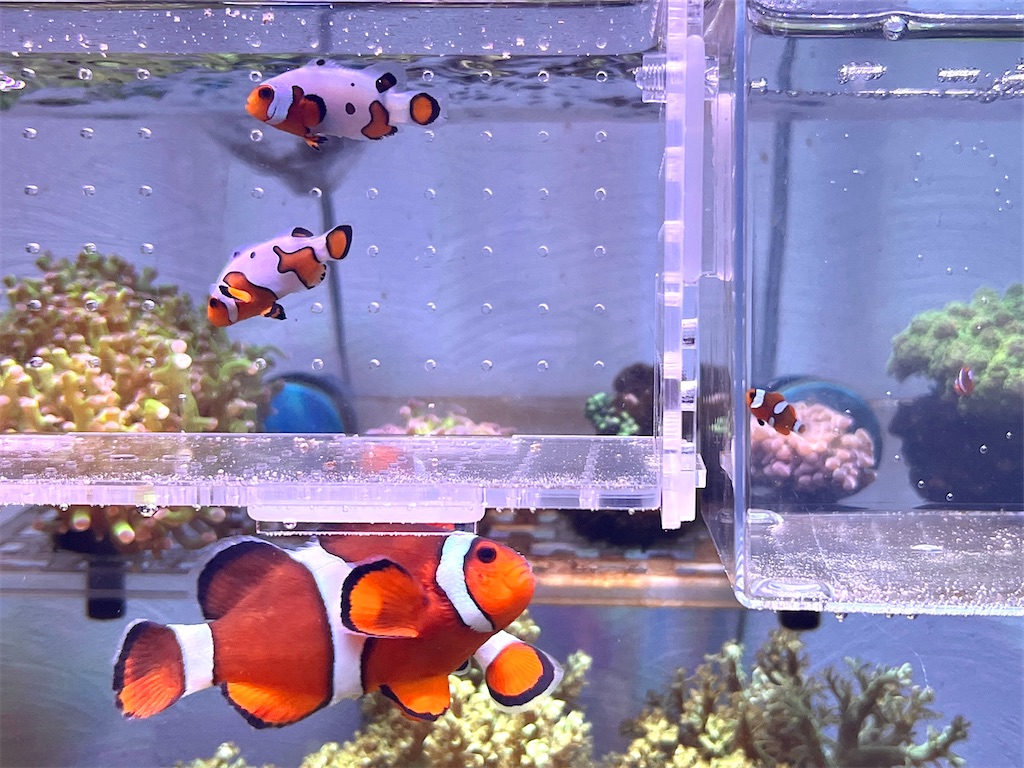 f:id:umigasukix:20260109211150j:image