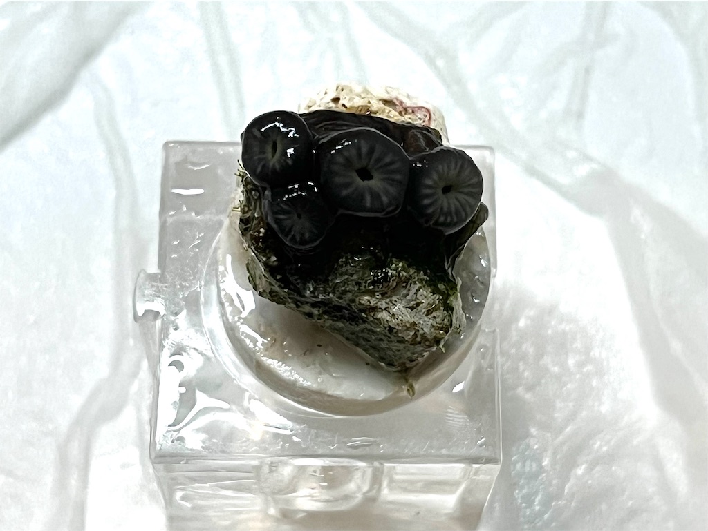 f:id:umigasukix:20260801180700j:image