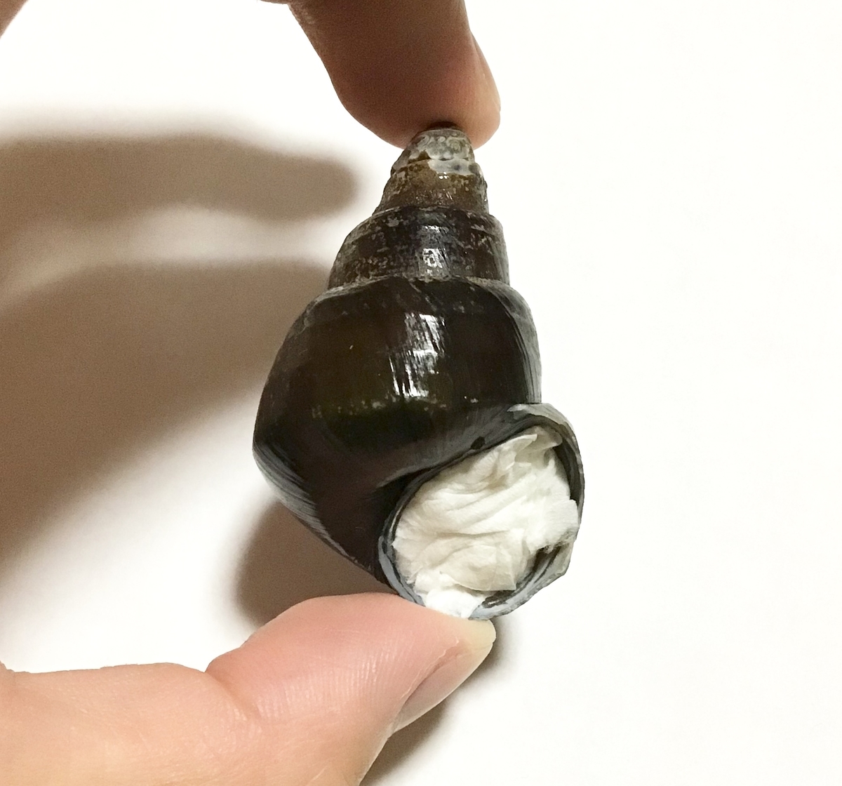 ナガタニシ（死殻） - umihebierabuログ