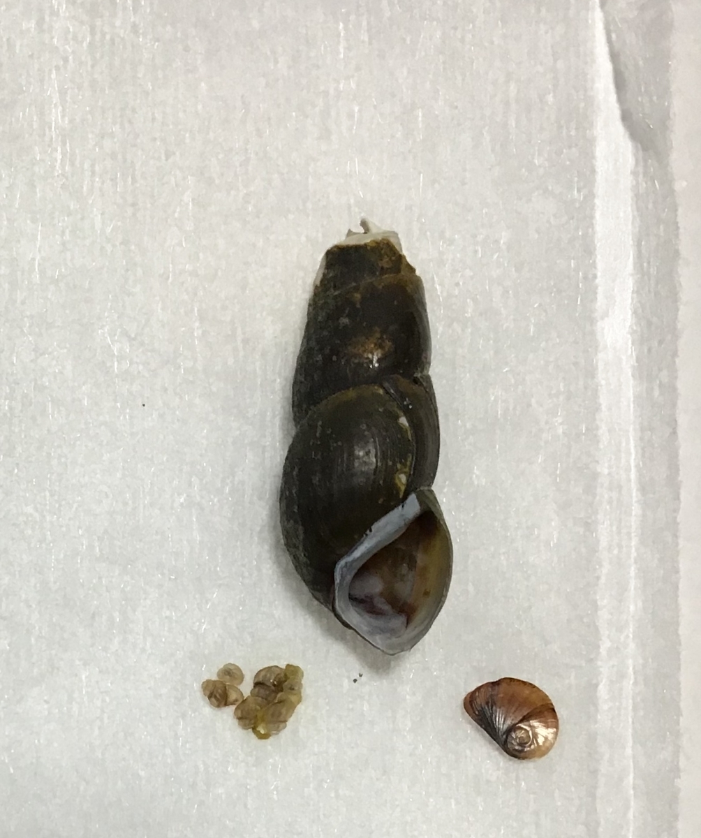 ホソマキカワニナ Umihebierabuログ