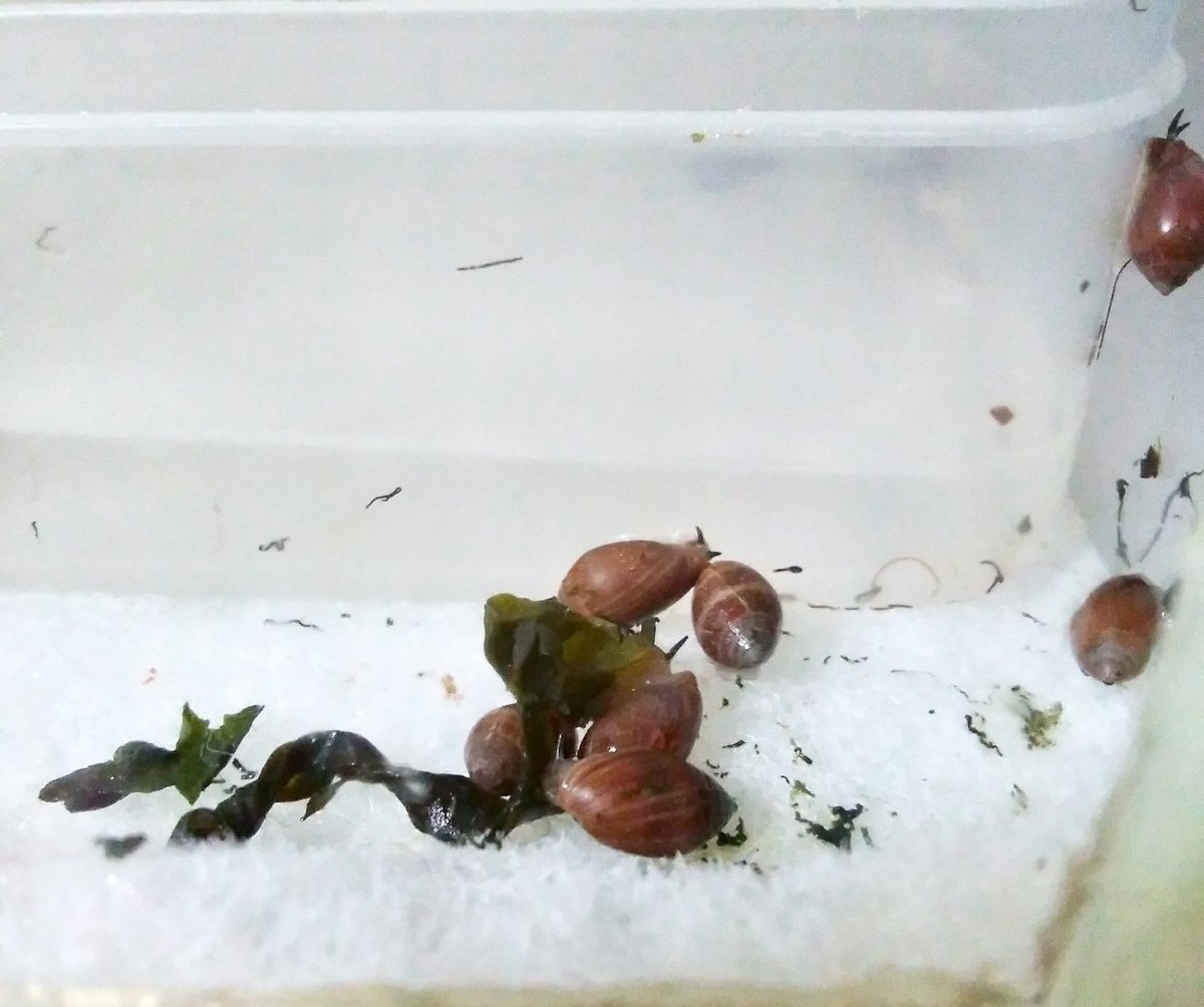 f:id:umihebierabu:20190913231706j:plain f:id:umihebierabu:20190913231706j:plain