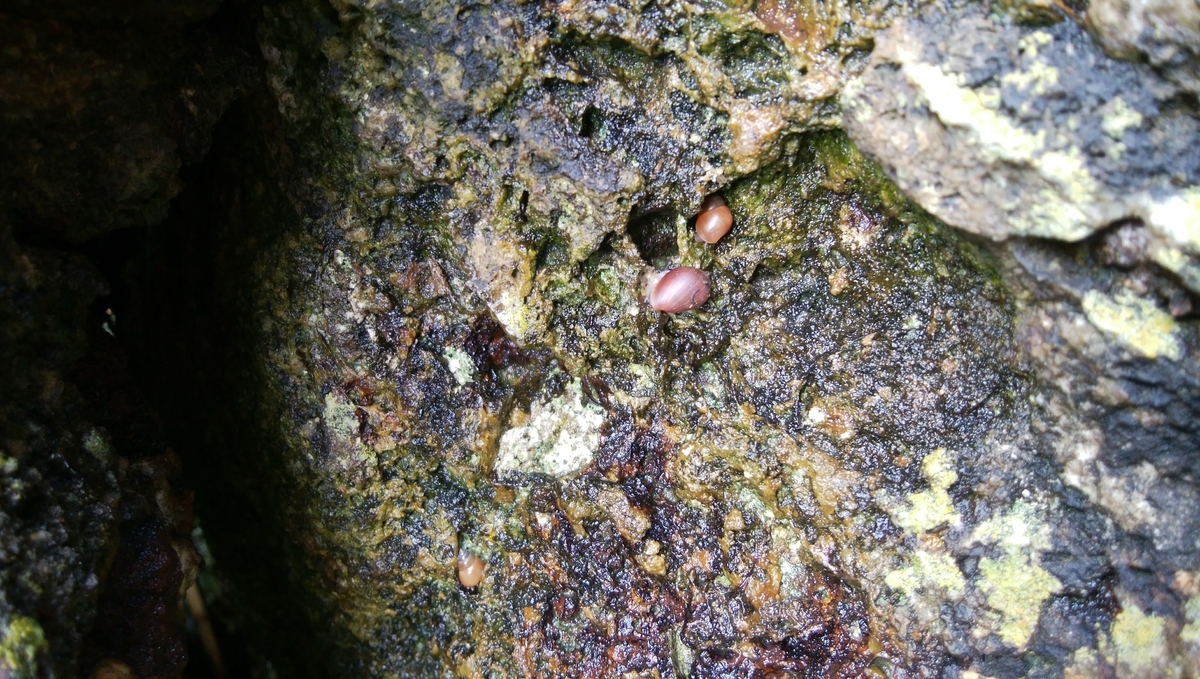 f:id:umihebierabu:20190913232404j:plain f:id:umihebierabu:20190913232404j:plain